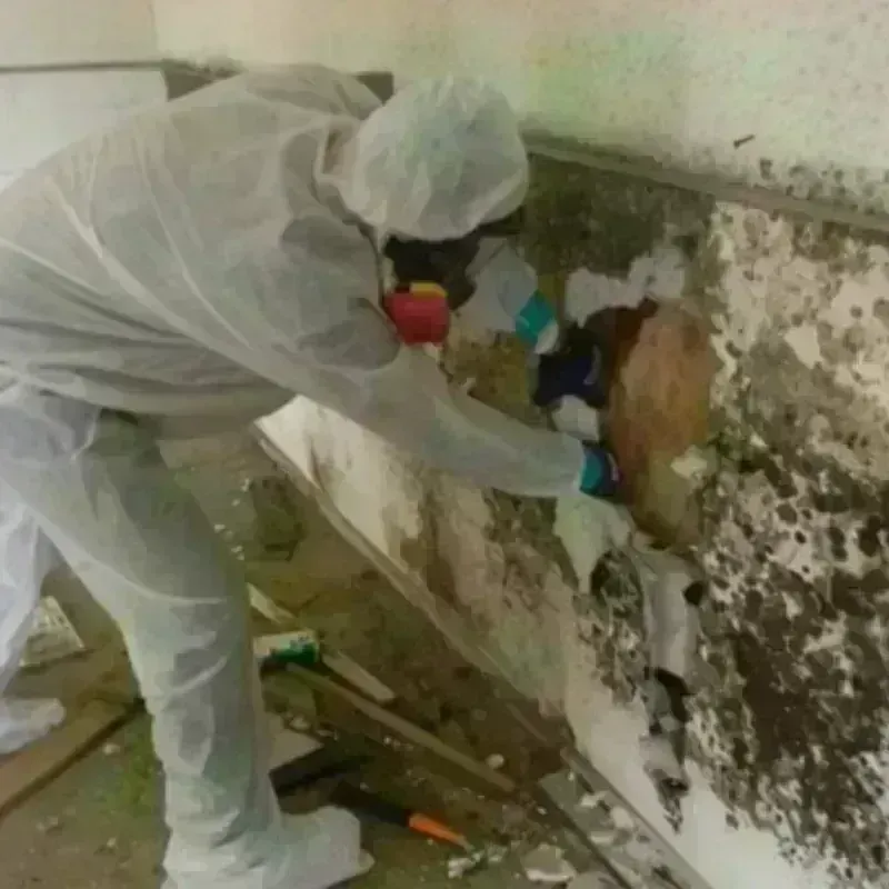 Mold Remediation and Removal in Jerauld County, SD